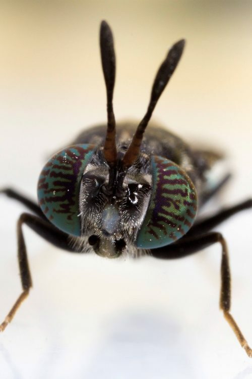 Hermetia illucens (қара сарбаз шыбыны) жақын түсірілімде